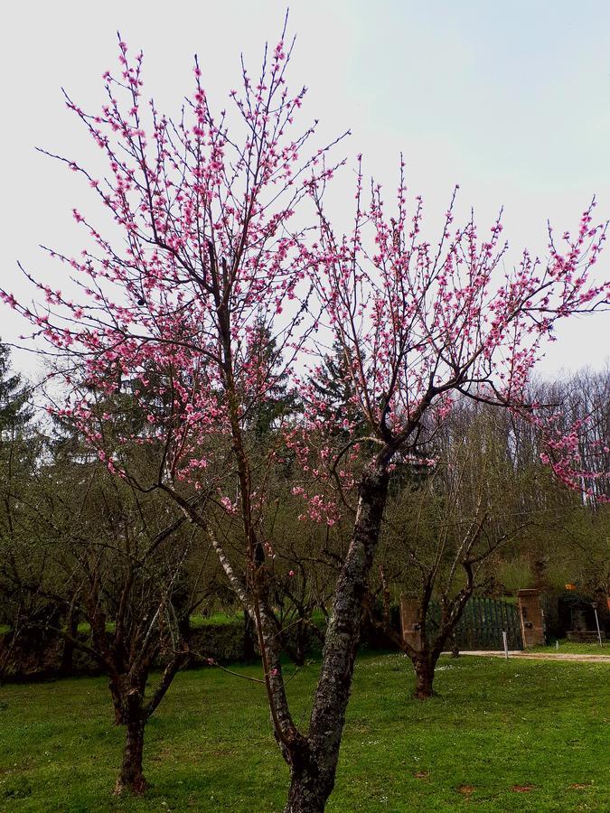 Bed And Breakfast Monticelli Capranica ภายนอก รูปภาพ